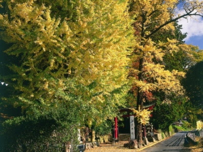 お葉付イチョウ